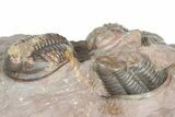 Cluster Of Five Unidentified Proetid Trilobites - Jorf, Morocco #362871-10